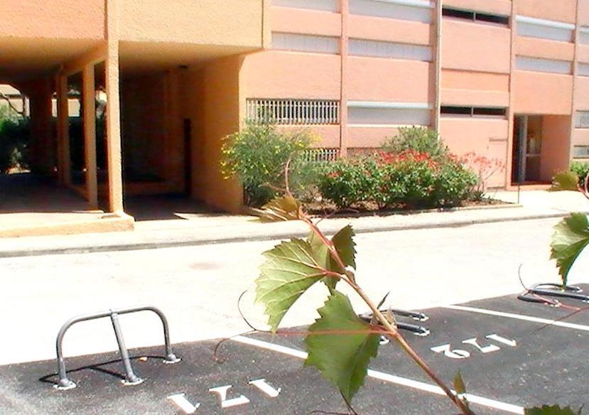 T2 Terrasse, Bormes Les Mimosas La Faviere, 5 Pers, 5 Mn A Pieds Des Plages Et Commerces Exterior foto